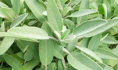 salvia-perdida-del-cabello